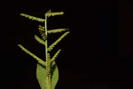 Image of Paspalum canarae (Steud.) Veldkamp