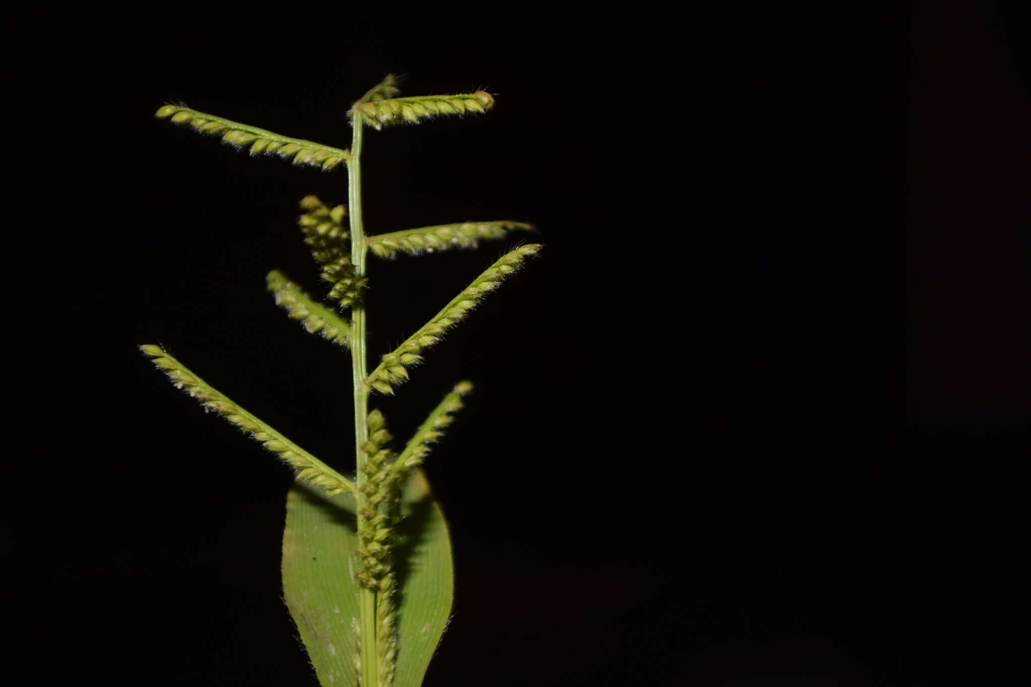 Image of Paspalum canarae (Steud.) Veldkamp