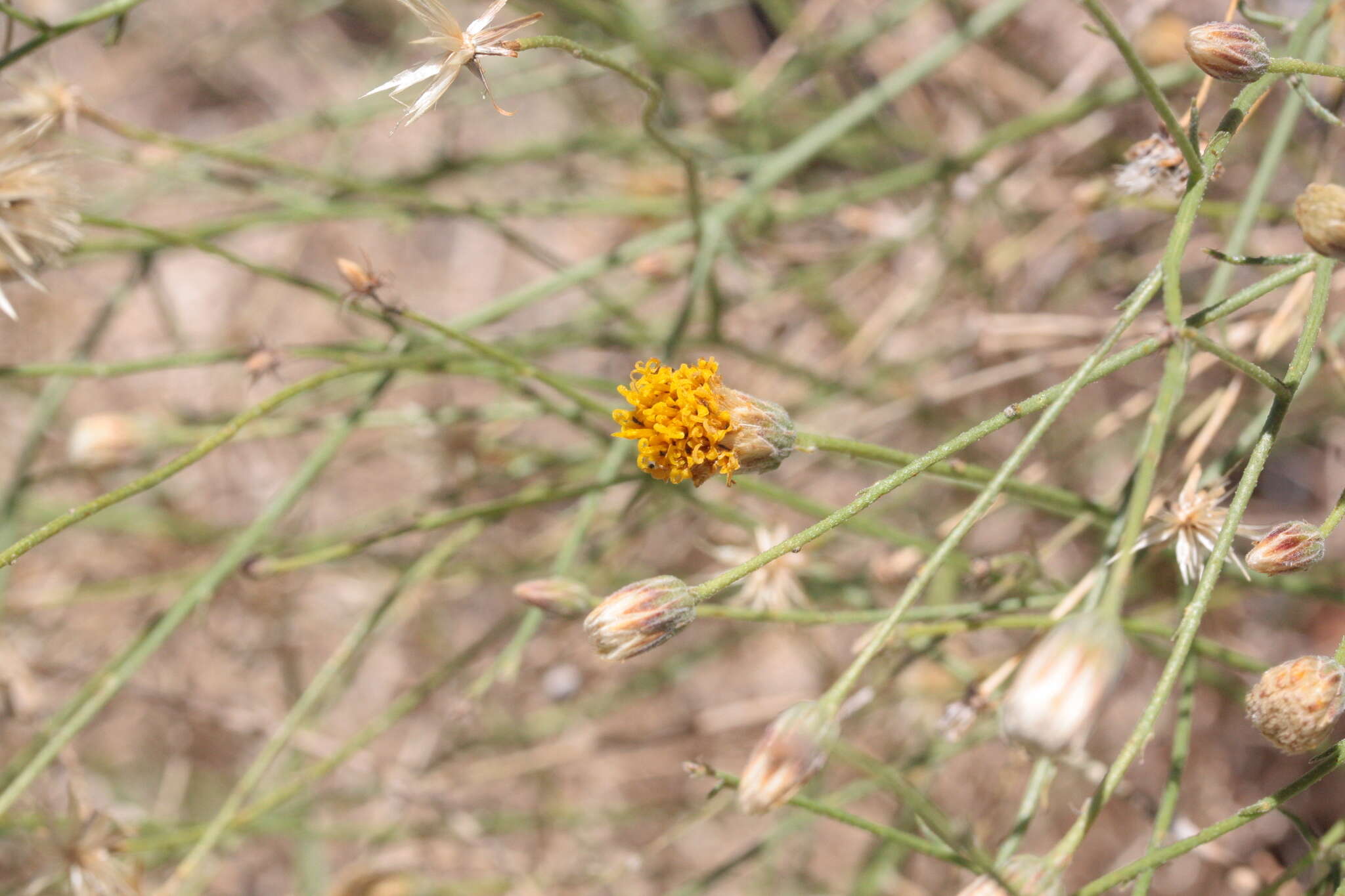 Image de Bebbia juncea (Benth.) Greene