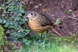 Image of Plain-backed Antpitta