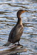 Image of Phalacrocorax auritus auritus (Lesson & R 1831)