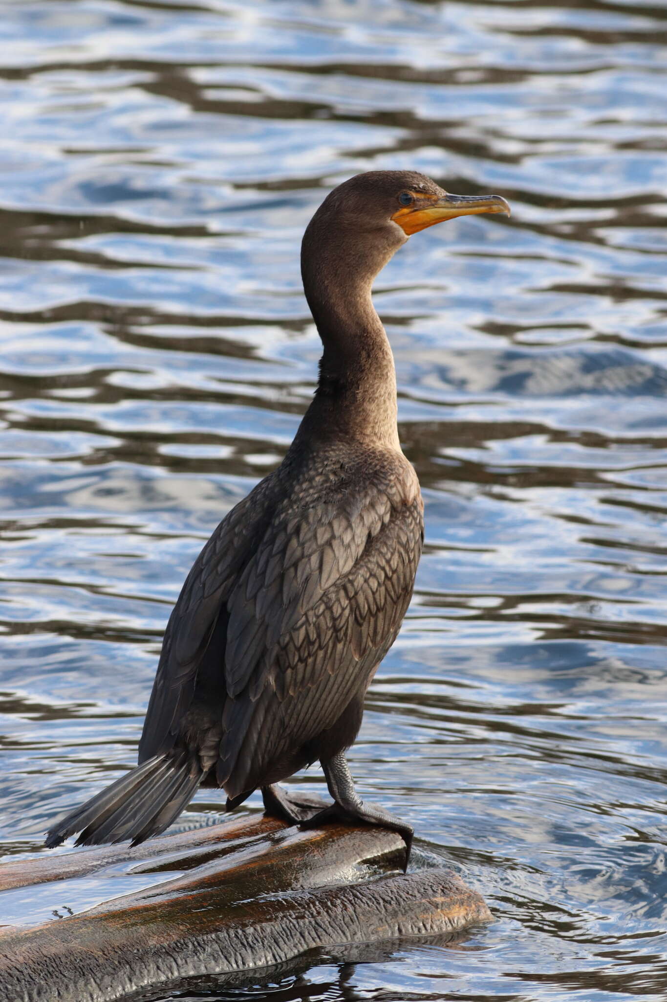 Plancia ëd Phalacrocorax auritus auritus (Lesson & R 1831)