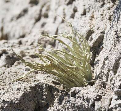 Image of Armored fog lichen