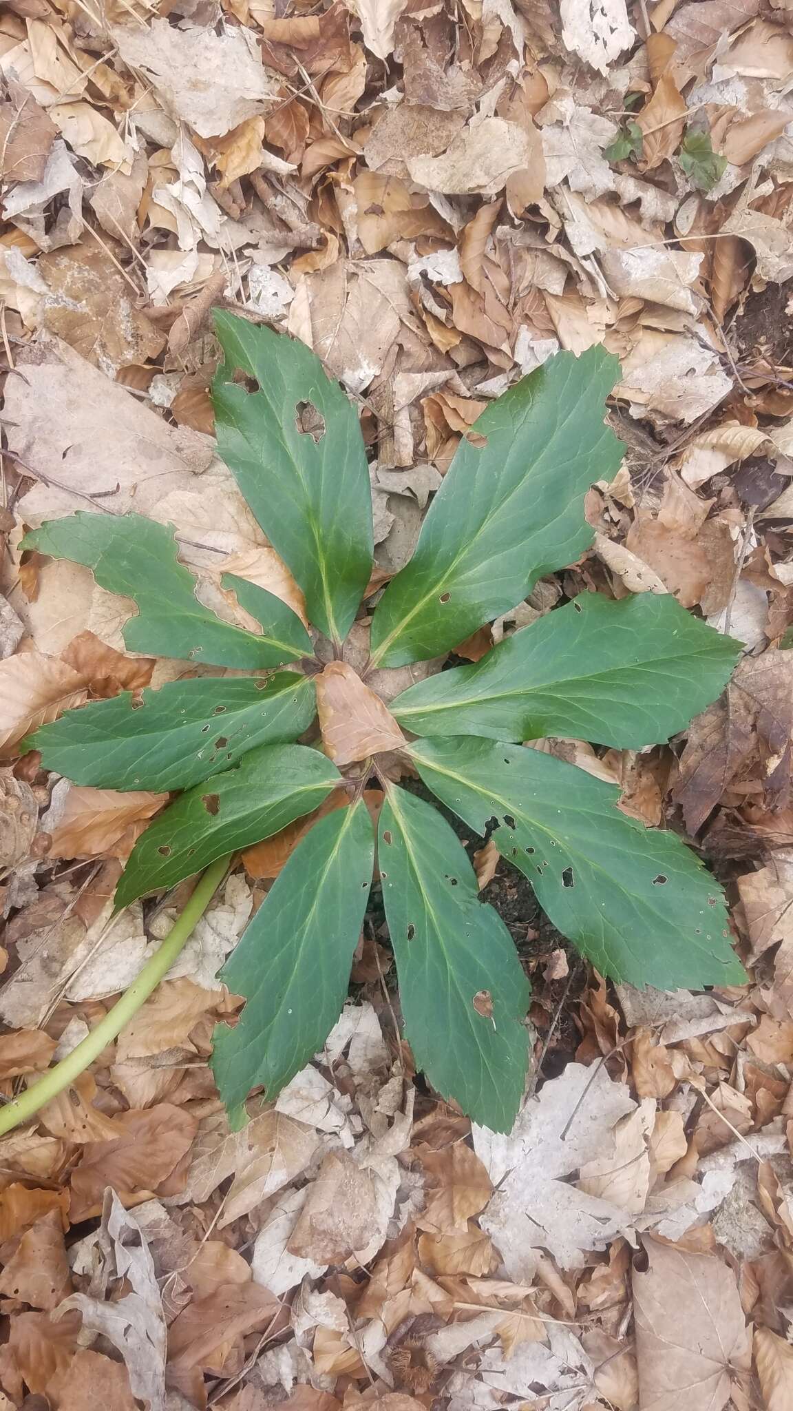 Image of black hellebore