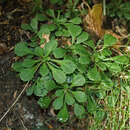 Sivun Saxifraga cuneifolia subsp. robusta D. A. Webb kuva