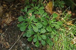 Image of Saxifraga cuneifolia subsp. robusta D. A. Webb