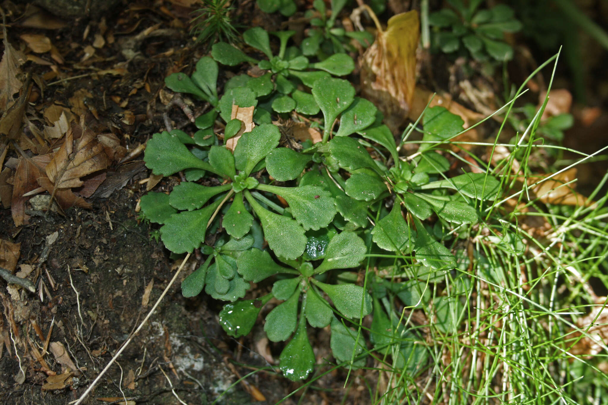 Image of Saxifraga cuneifolia subsp. robusta D. A. Webb