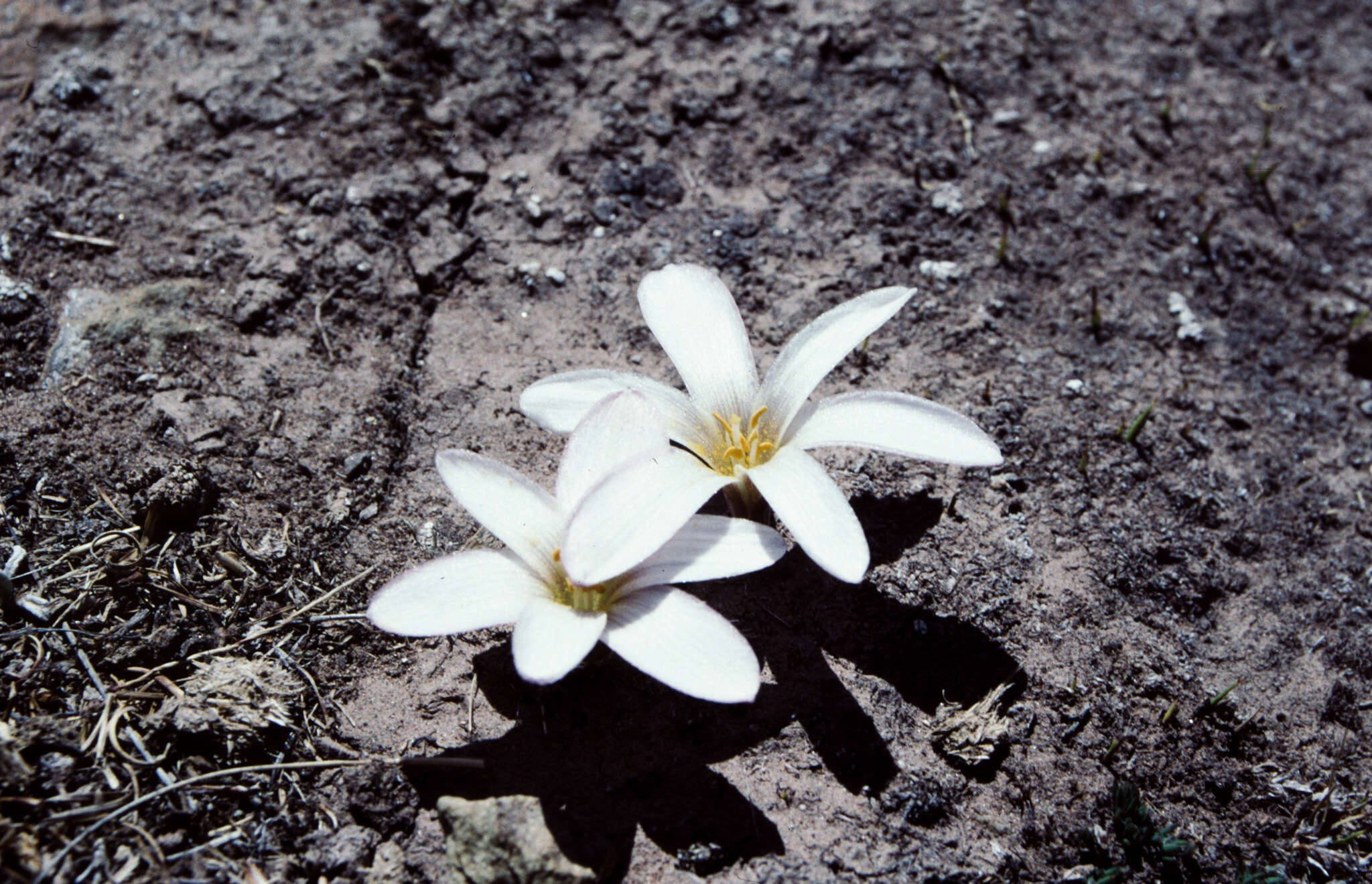 Image of Zephyranthes andina (R. E. Fr.) Traub