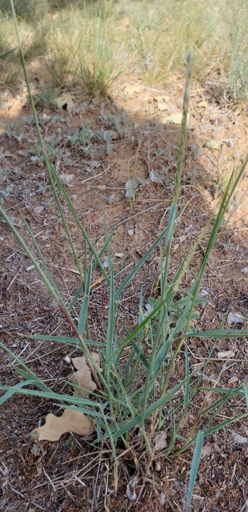 Image of Texas cottontop