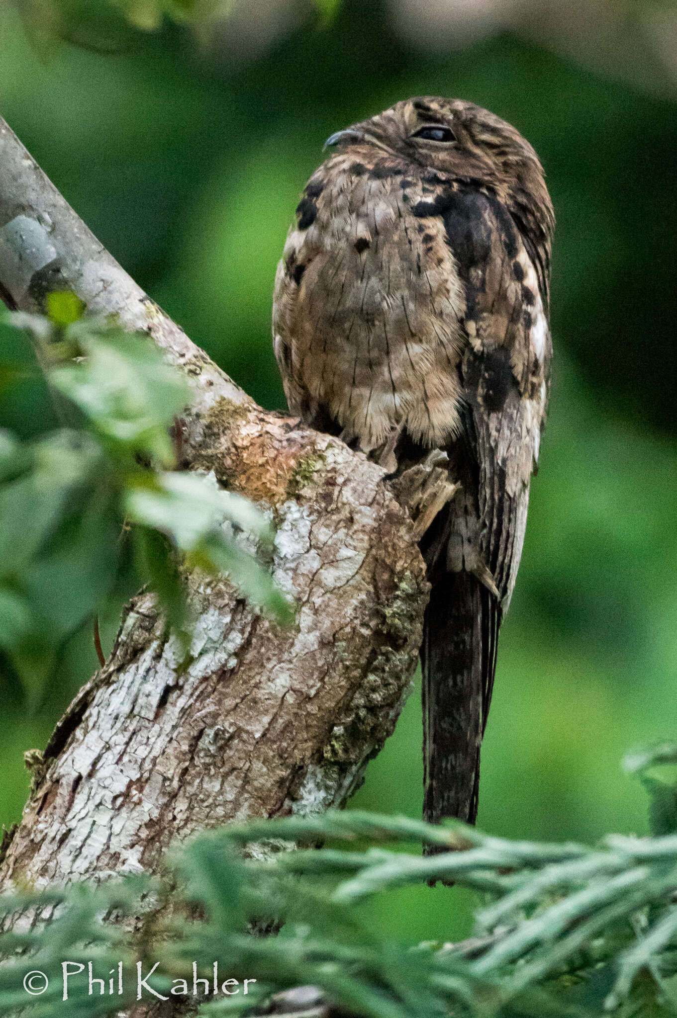 Image of Common Potoo