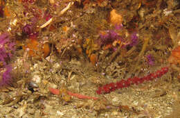 Image of Barehead goby