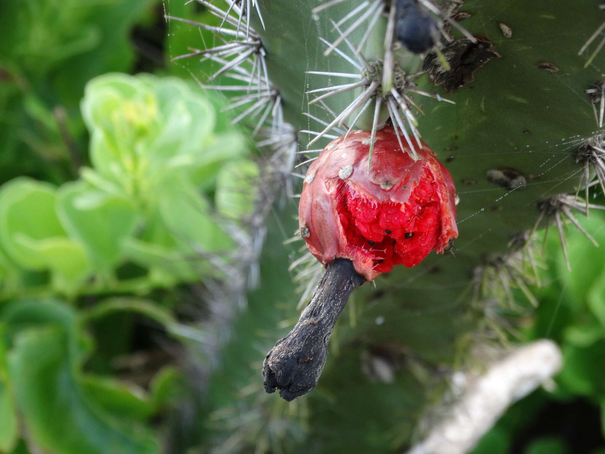 صورة Stenocereus standleyi (J. G. Ortega) Buxb.