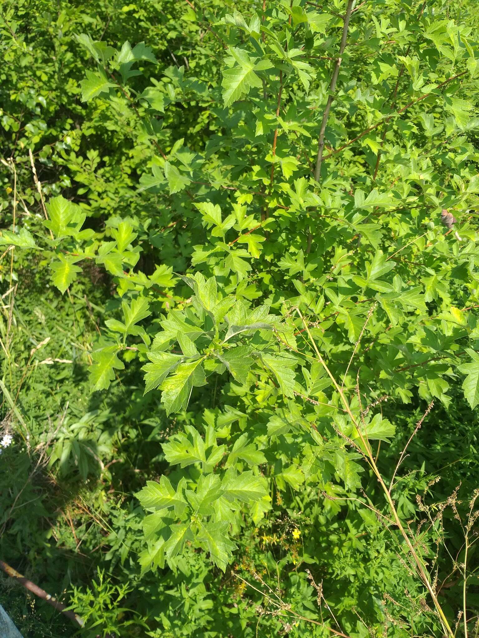 Image de Crataegus maximowiczii C. K. Schneid.