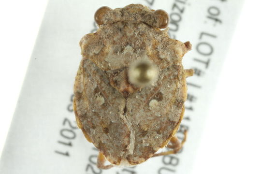Image of Gelastocoris