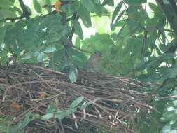 Image of Little Thornbird