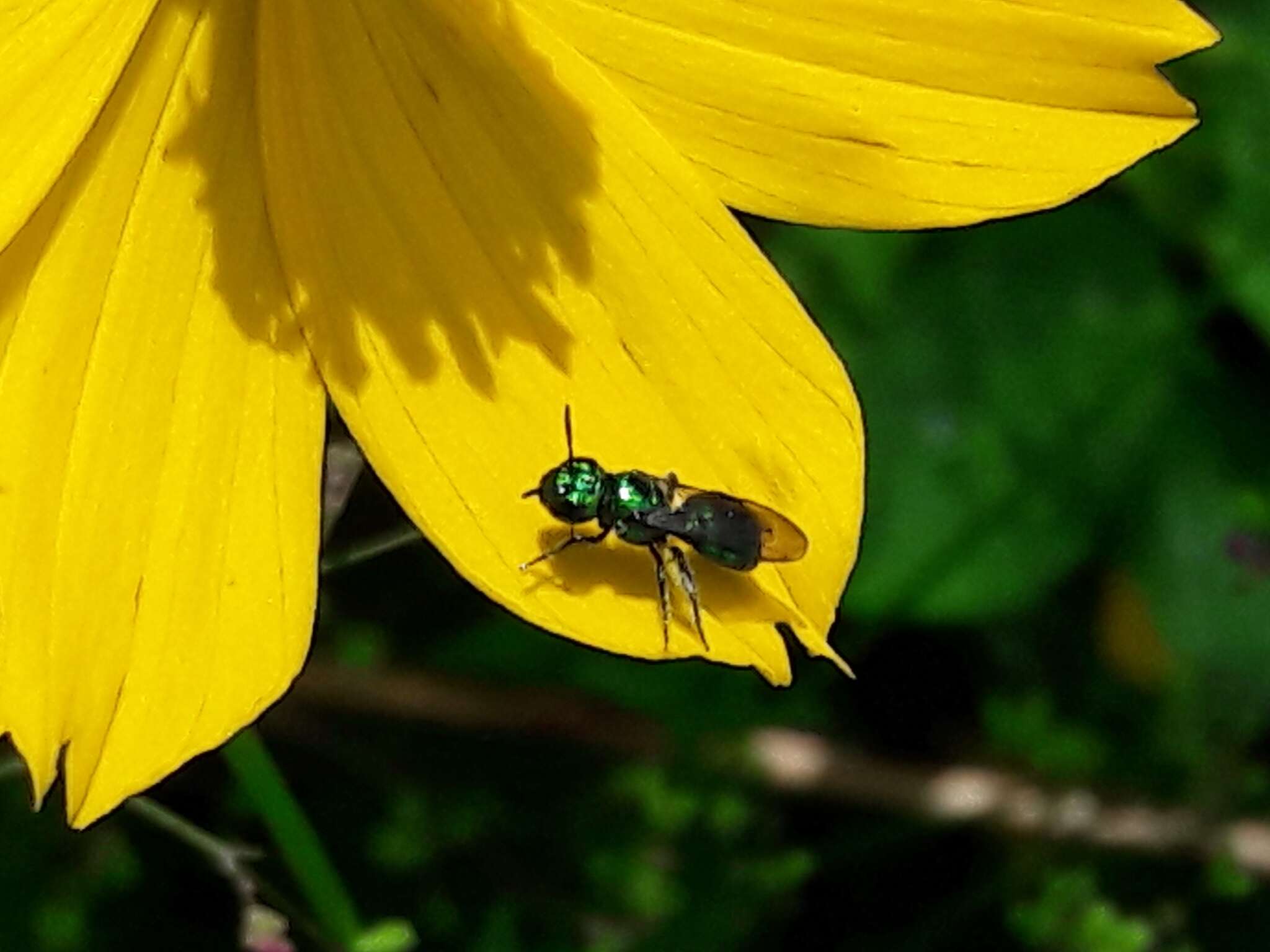 Image de Ceratina chloris (Fabricius 1804)