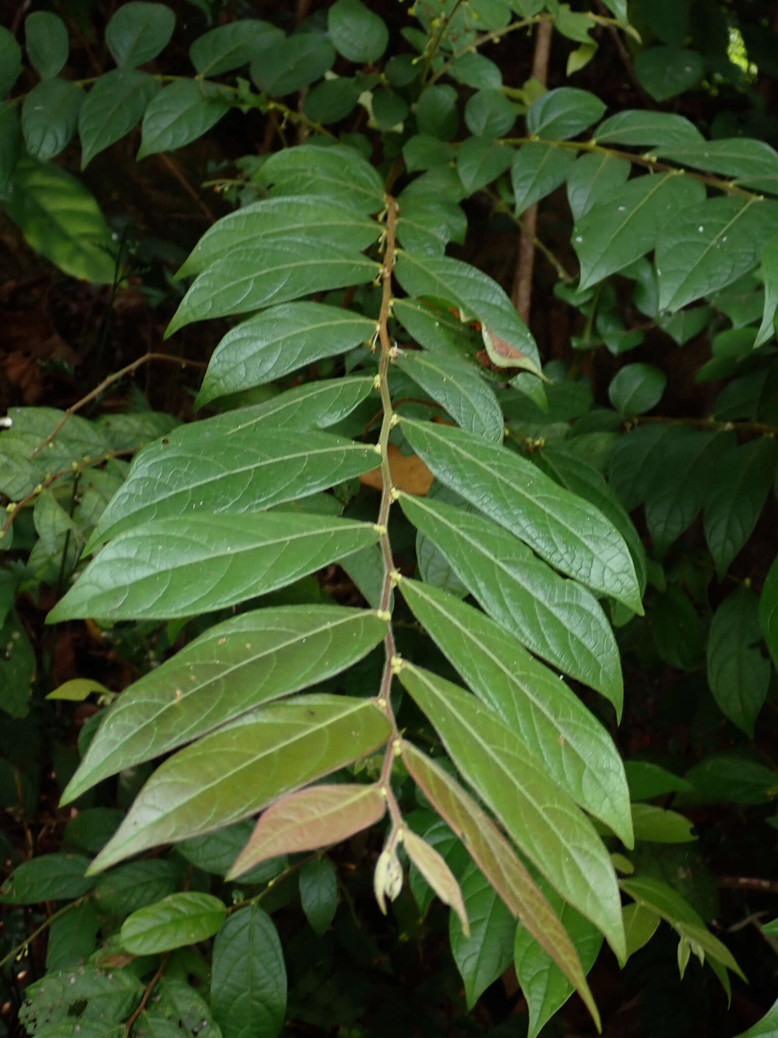 Image of Phyllanthus eriocarpus (Champ. ex Benth.) Müll. Arg.