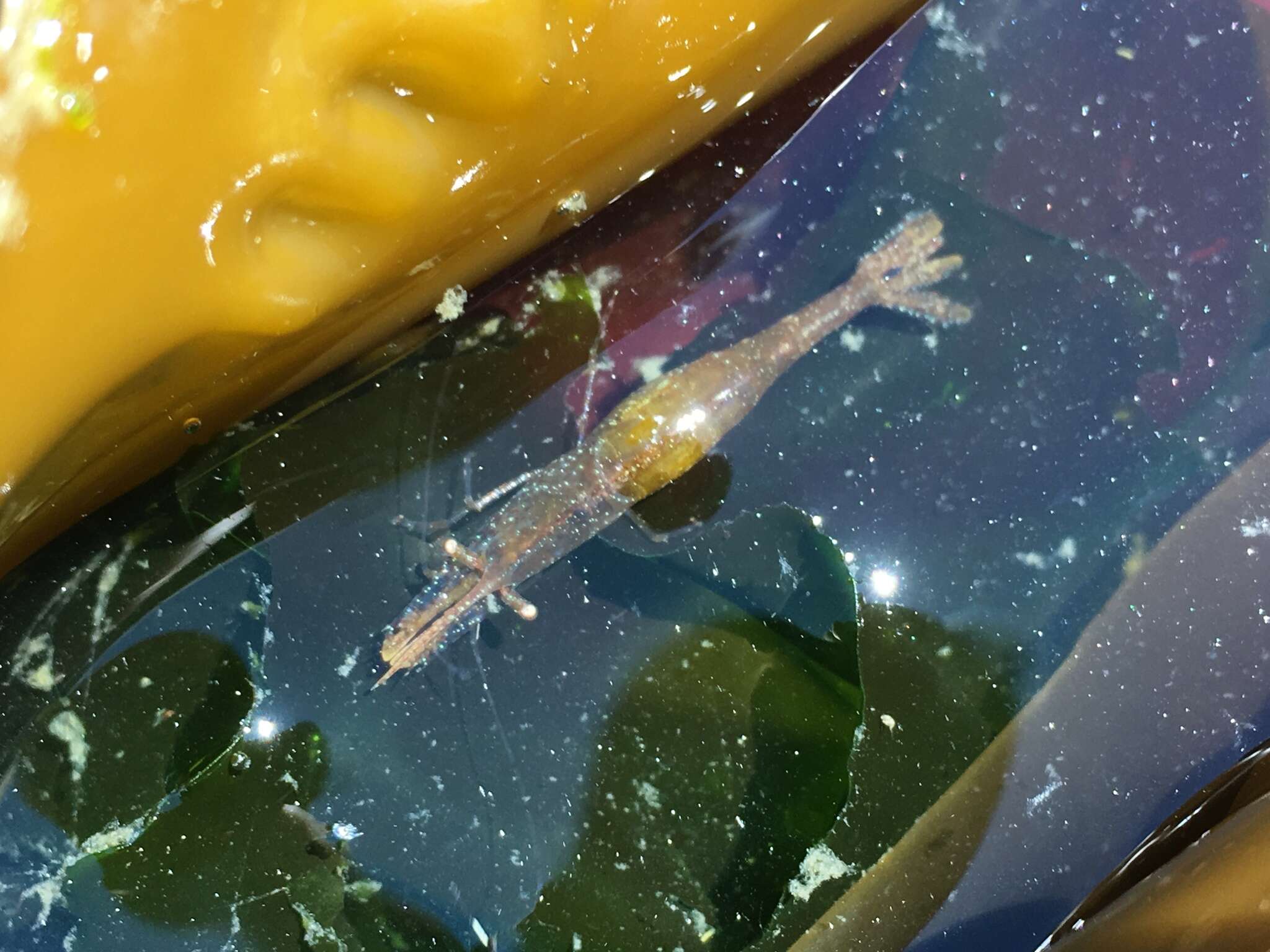 Image of stiletto coastal shrimp