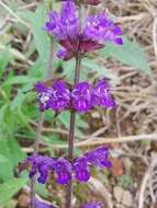 Image of Salvia japonica Thunb.