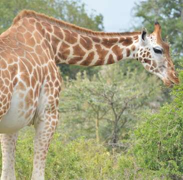 Image of Nubian Giraffe