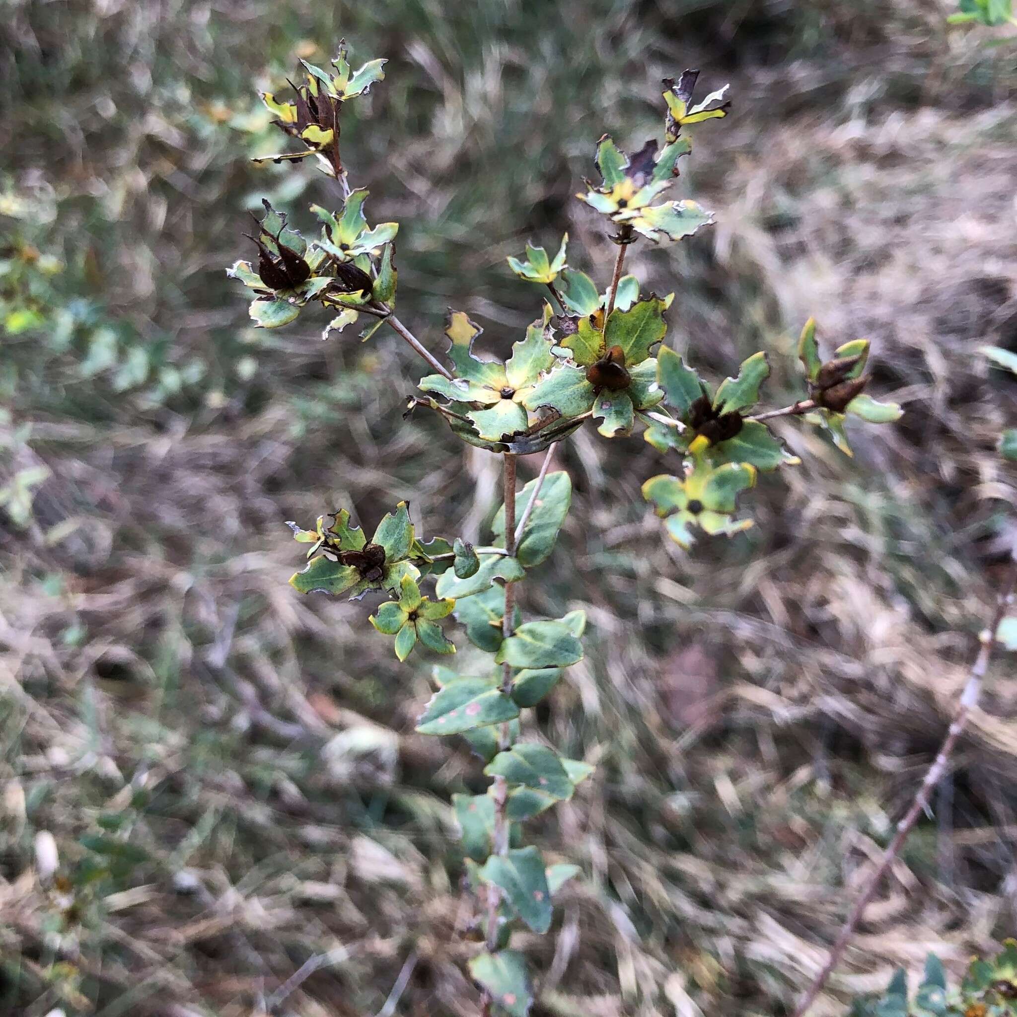 Image of Myrtle-Leaf St. John's-Wort