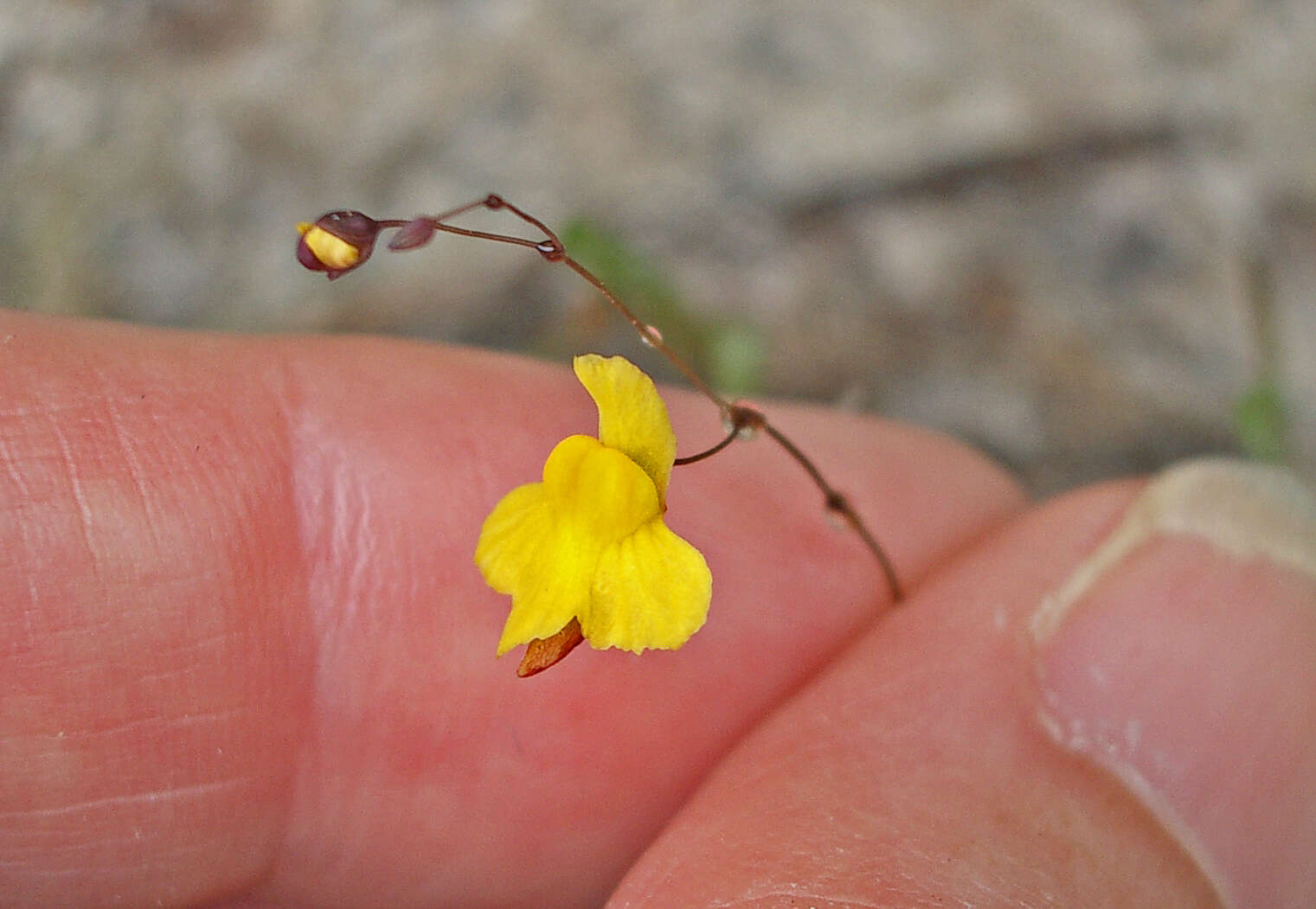 Image of Utricularia triloba Benj.