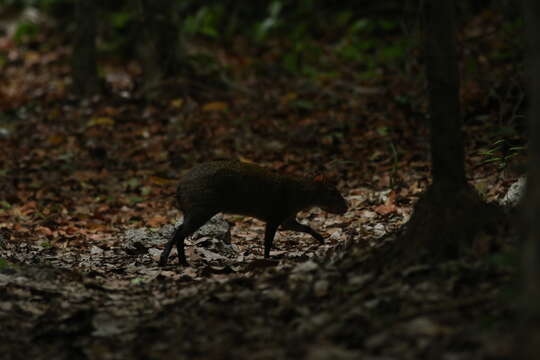 Image of Central American Agouti