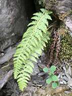 Polystichum sinense (H. Christ) H. Christ resmi