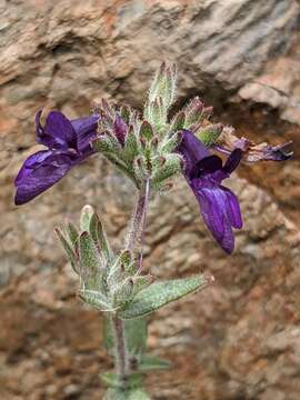 Image de Collinsia greenei A. Gray ex Greene