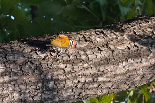 Image of Himalayan Flameback