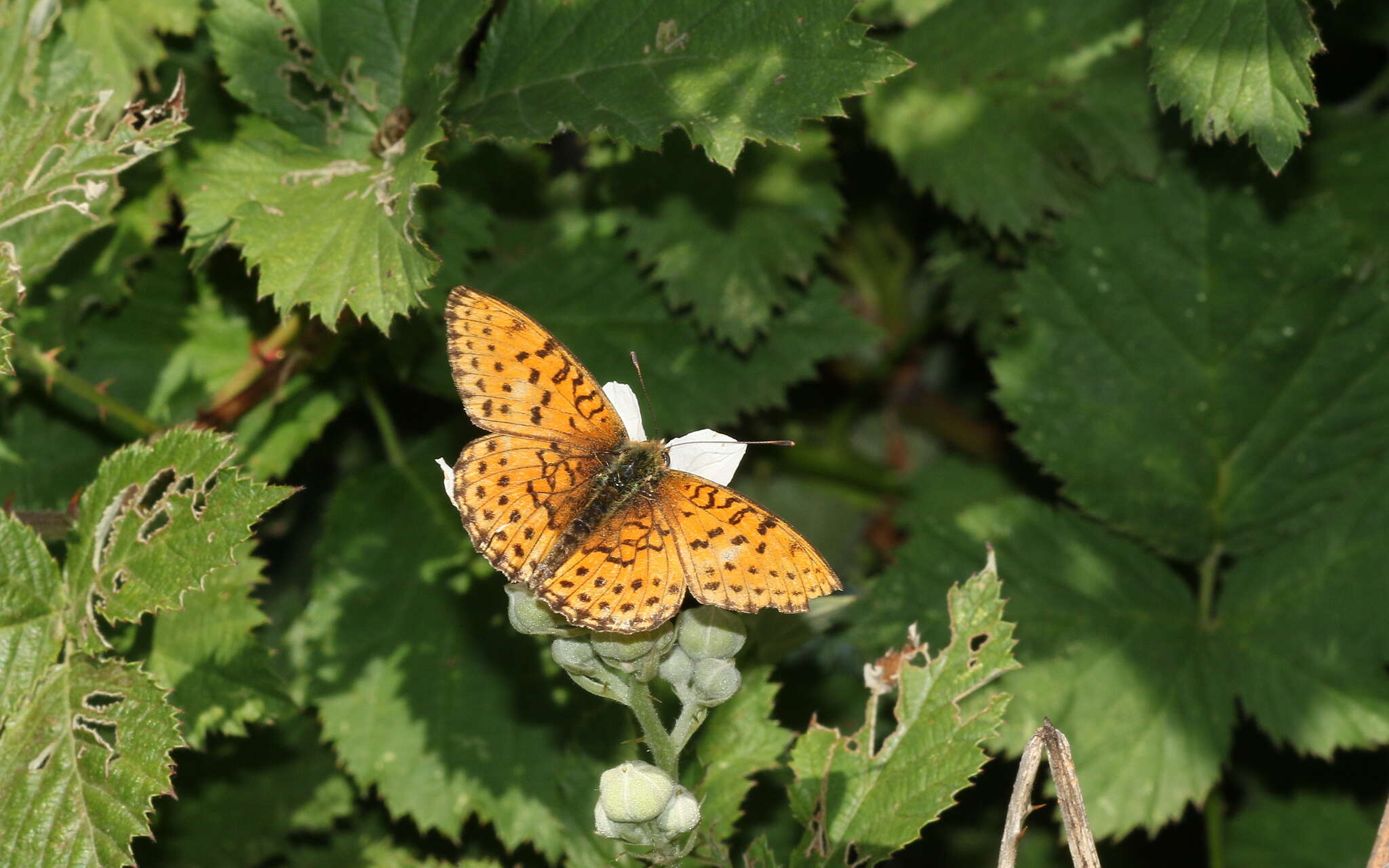 Image of Twin-spot Fritillary