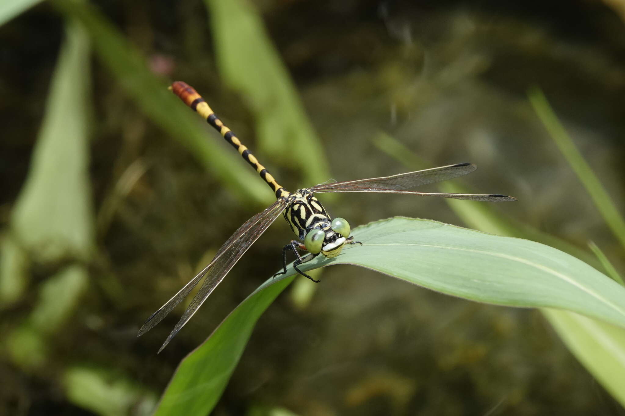 Image of Austroepigomphus turneri (Martin 1901)