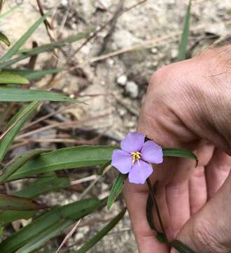 Image of Osbeckia chinensis L.