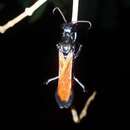 Dynatus nigripes (Westwood ex Griffith 1832) resmi