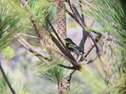 Image of Setophaga coronata goldmani