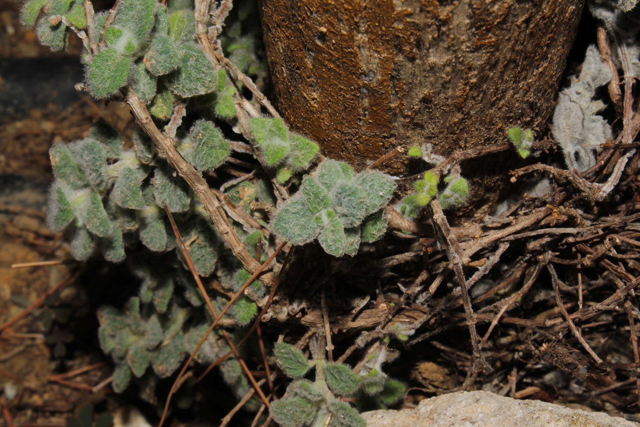 Imagem de Origanum dictamnus L.