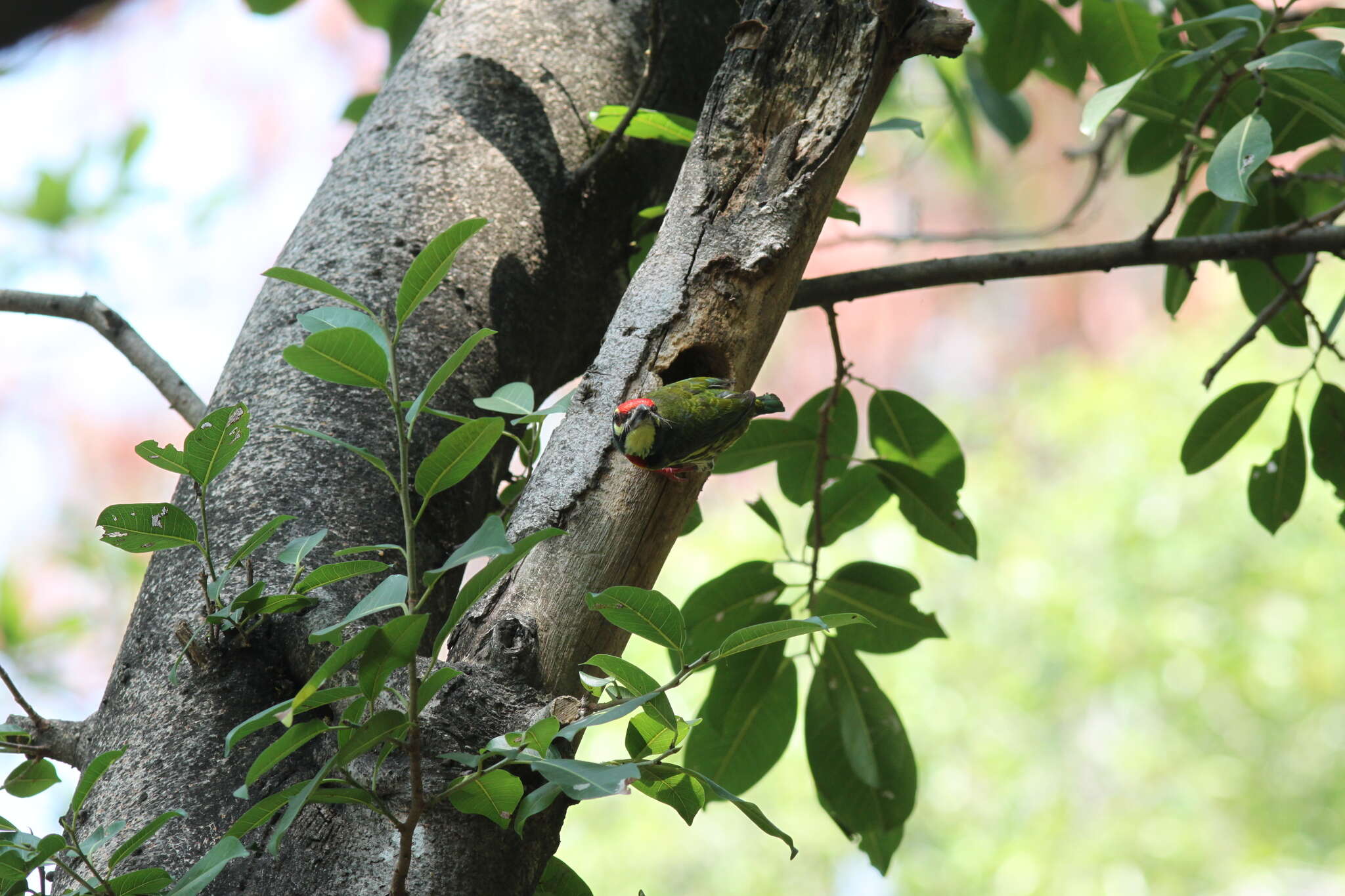 Psilopogon haemacephalus indicus (Latham 1790) resmi