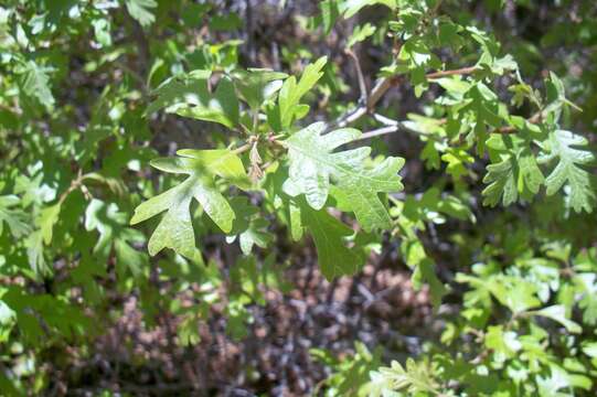 Image de Quercus gambelii Nutt.