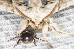 Image of Pudefacted Apatelodes Moth