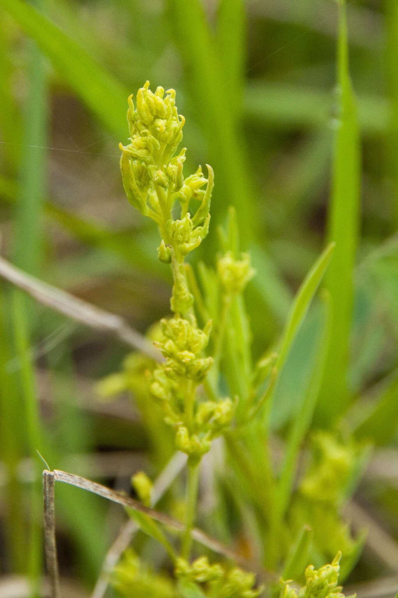 Image of flaxleaf