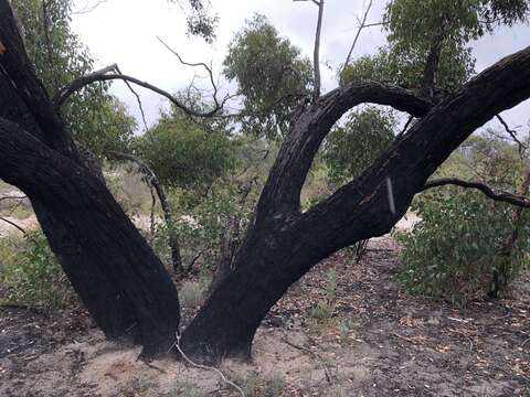 صورة Eucalyptus arenacea J. C. Marginson & P. Y. Ladiges