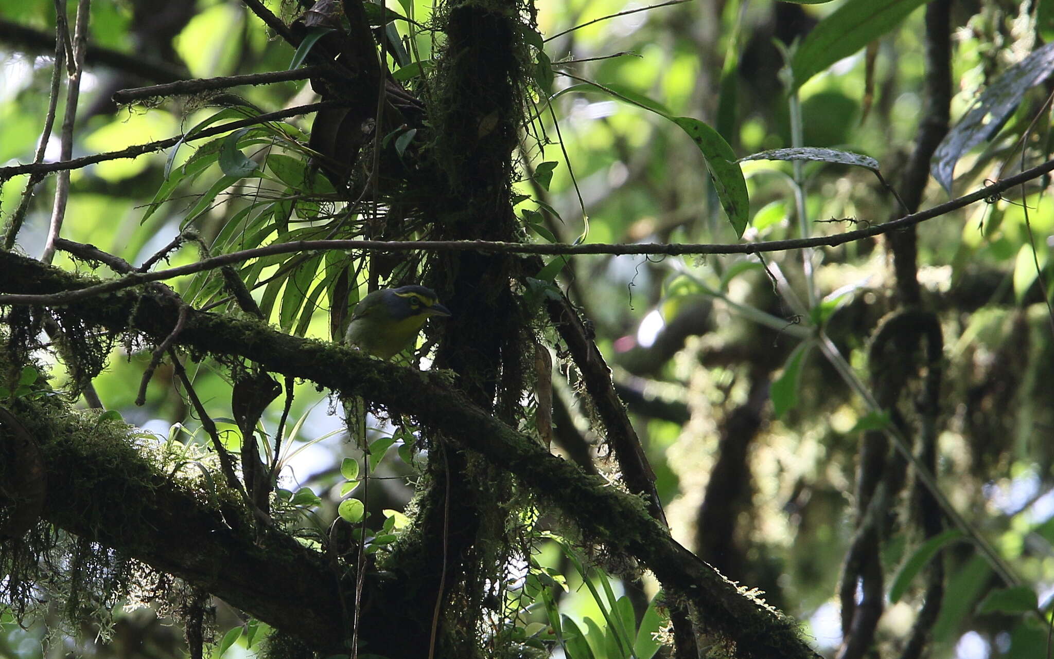 Vireolanius leucotis (Swainson 1838)的圖片