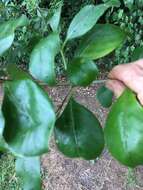 Image of Coprosma macrocarpa Cheeseman