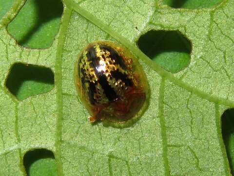 Слика од Agroiconota atromaculata Borowiec 2005