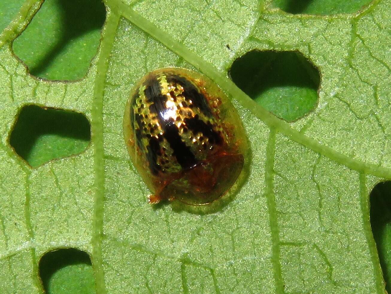 Image of Agroiconota atromaculata Borowiec 2005