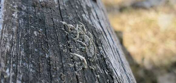 Image de Cladonia rei Schaer.