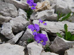 Imagem de Viola calcarata subsp. calcarata