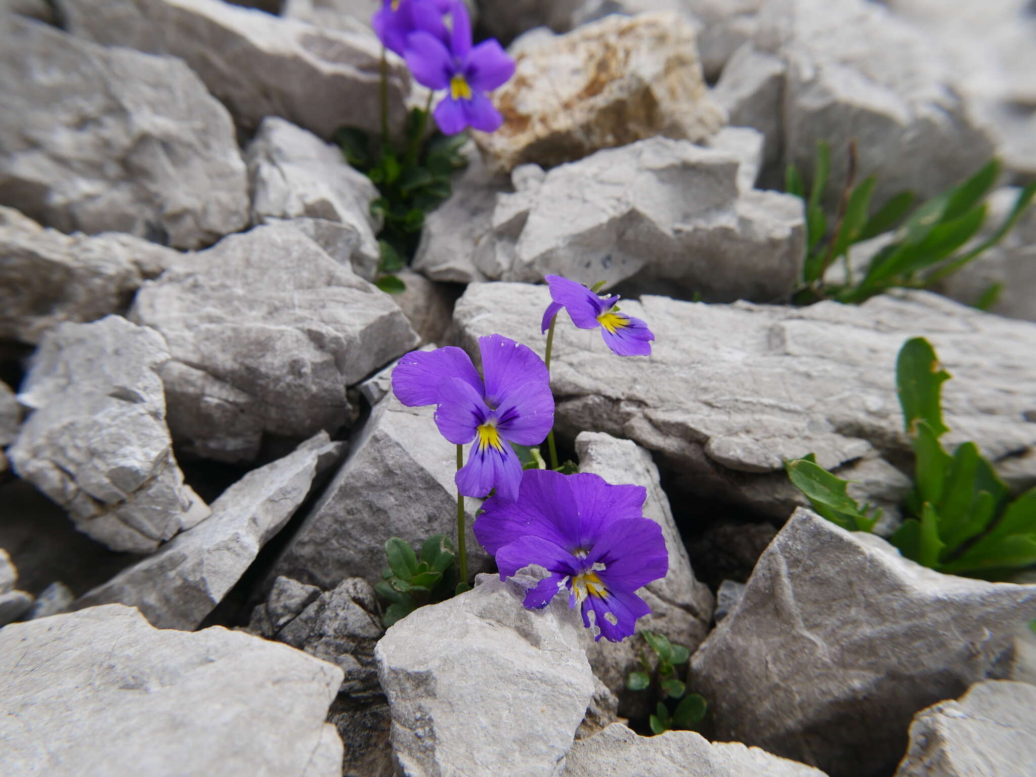 Image of Viola calcarata subsp. calcarata