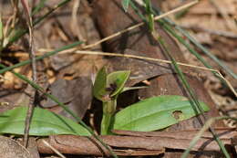 Image of Mountain bird orchid