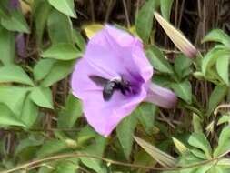 Image de Xylocopa abbotti (Cockerell 1909)